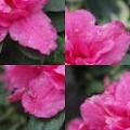 PhotoPuzzle Flowers free